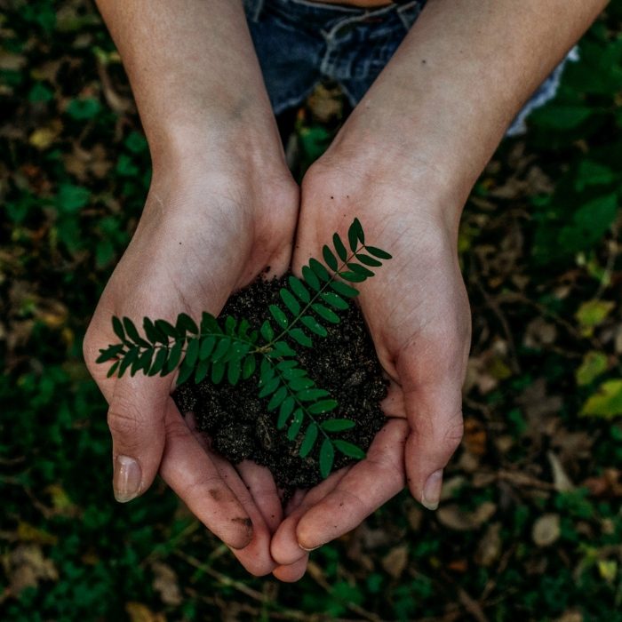 Manos sujetando brote de planta