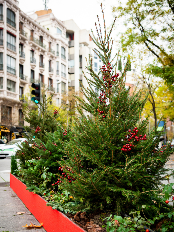 Jardineras Navideñas en la calle Ortega y Gasset