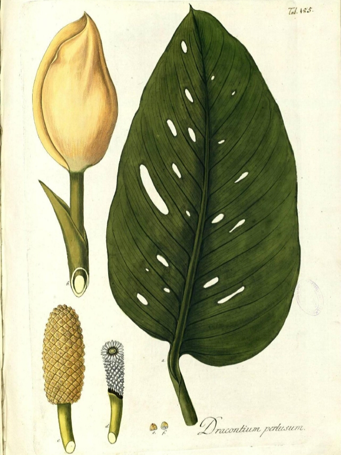 Libro de botánica